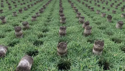 Close-up of lawn aeration soil cores on grass, showing precise plug pattern in San Jose, CA