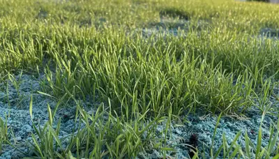 Hydroseeded grass seedlings emerging during early lawn growth in San Jose, CA landscaping project