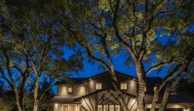Mature trees illuminated with professional uplighting at night by Chop Chop Landscaping in San Jose, CA